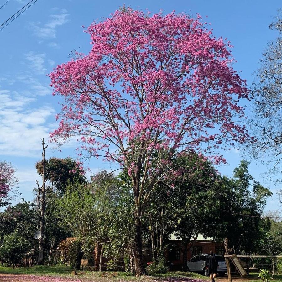 Hotel La Nona Puerto Iguazú Zewnętrze zdjęcie